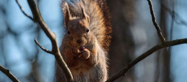 Un écureuil - Sputnik Afrique