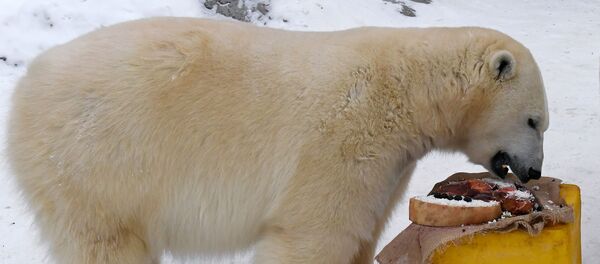 L'ourse polaire Aurora - Sputnik Afrique