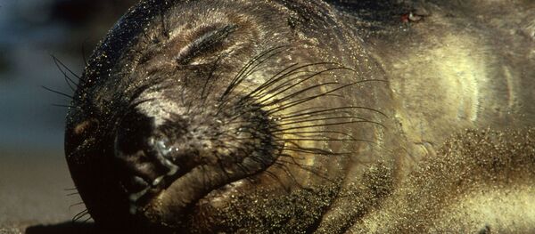 Éléphant de mer du nord Éléphant de mer du nord - Sputnik Afrique