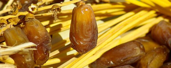 Des dattes algériennes de la qualité Deglet Nour - Sputnik Afrique