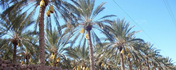 Dattier de l'oasis de Tolga (Algérie) - Sputnik Afrique