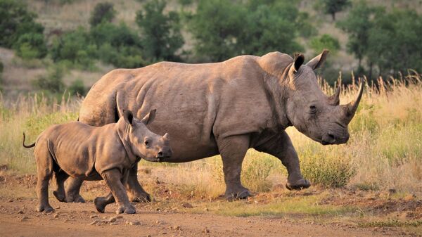 Des rhinocéros blancs, image d'illustration  - Sputnik Afrique