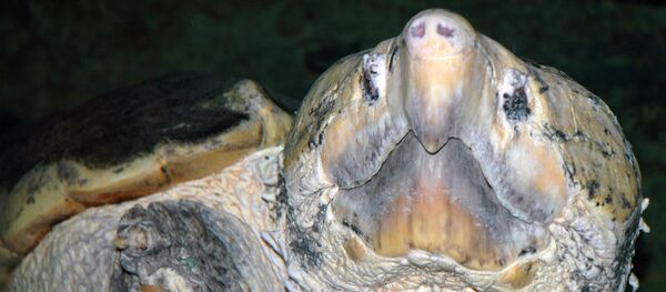 Une tortue alligator - Sputnik Afrique