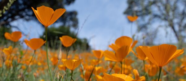 coquelicots en Californie, le 16 avril 2020 coquelicots en Californie, le 16 avril 2020 - Sputnik Afrique