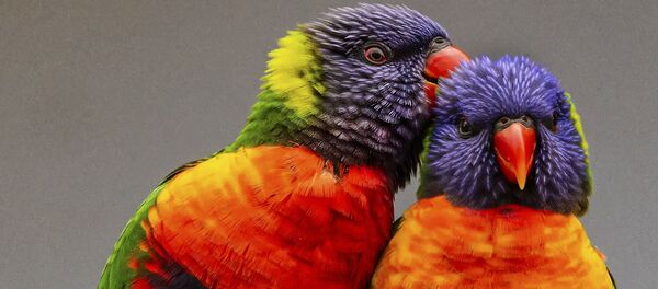 Loriquets arc-en-ciel - Sputnik Afrique