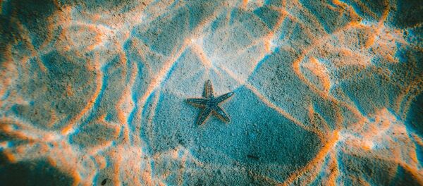 L'étoile de mer - Sputnik Afrique