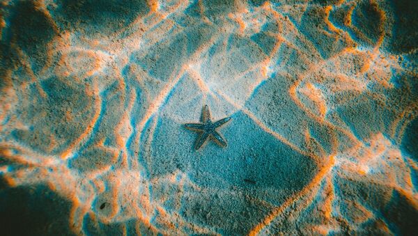 L'étoile de mer - Sputnik Afrique