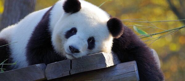 Un panda - Sputnik Afrique