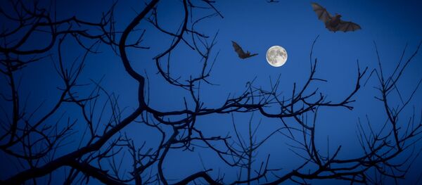 Des chauve-souris - Sputnik Afrique