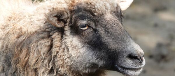 Un mouton - Sputnik Afrique