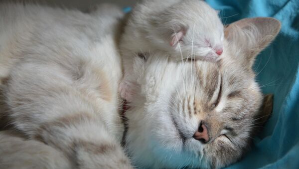 Une maman chat avec un chaton - Sputnik Afrique