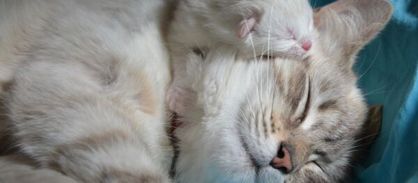 Une maman chat avec un chaton Une maman chat avec un chaton - Sputnik Afrique