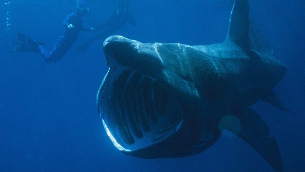 Basking shark seen next to divers - Sputnik Afrique