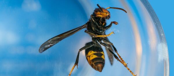 Un frelon - Sputnik Afrique