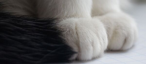 Les pattes d'un chat, image d'illustration - Sputnik Afrique