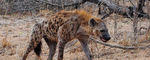 Une hyène - Sputnik Afrique