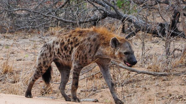 Une hyène - Sputnik Afrique