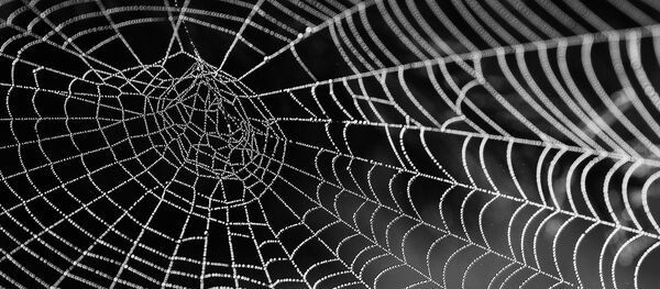 Une toile d'araignée - Sputnik Afrique