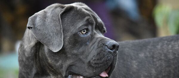 Un mastiff - Sputnik Afrique