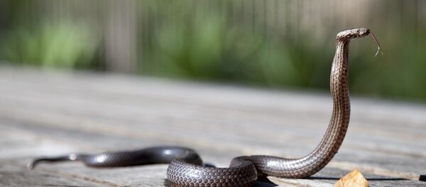 Un cobra  - Sputnik Afrique