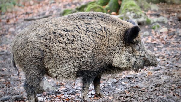 Un sanglier - Sputnik Afrique