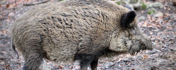 Un sanglier - Sputnik Afrique