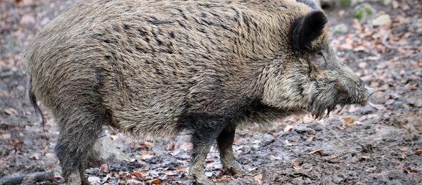Un sanglier - Sputnik Afrique