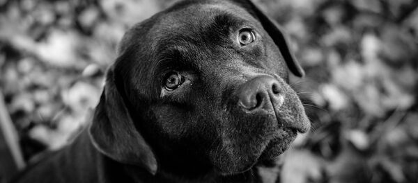 Un chien - Sputnik Afrique