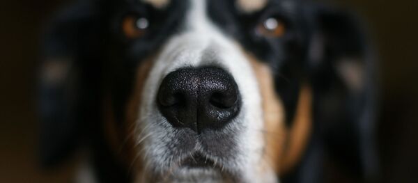 Un chien - Sputnik Afrique