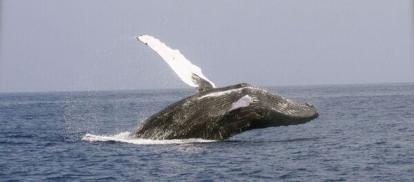 Une baleine  - Sputnik Afrique