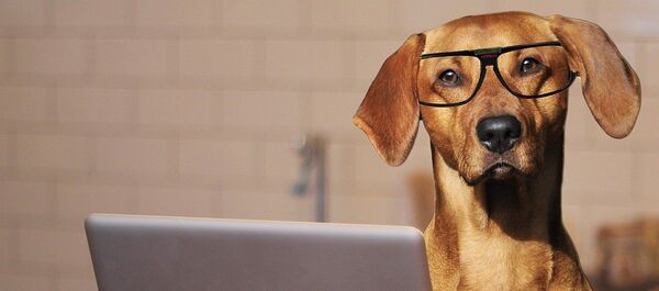 Un chien devant un ordinateur portable - Sputnik Afrique