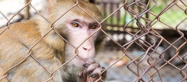 singe - Sputnik Afrique