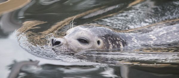 Un phoque gris Un phoque gris - Sputnik Afrique
