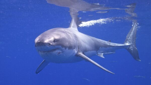 Great White Shark - Sputnik Afrique