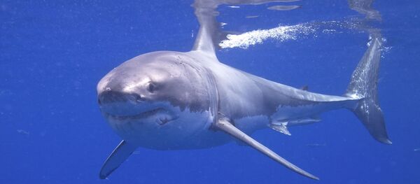 Great White Shark - Sputnik Afrique