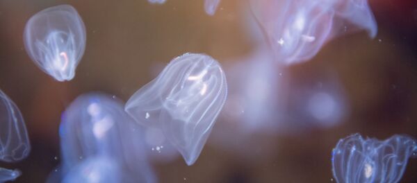 Mnemiopsis leidyi - Sputnik Afrique