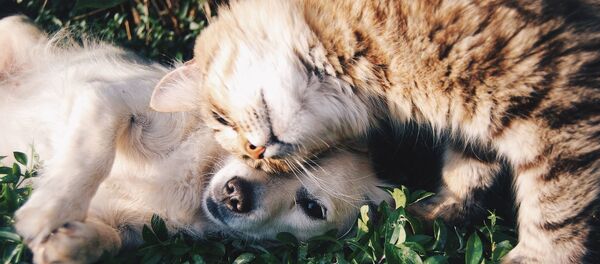 Chien et chat - Sputnik Afrique