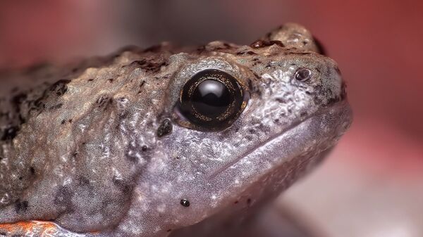 Un crapaud - Sputnik Afrique