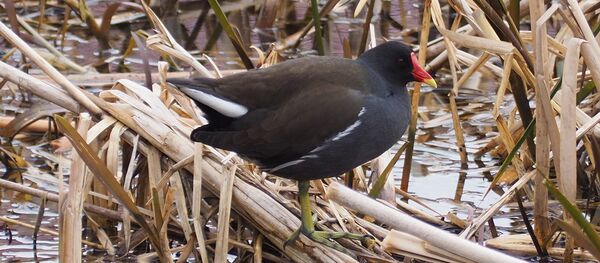 Une poule d'eau - Sputnik Afrique