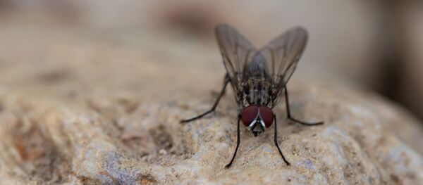 Une mouche domestique - Sputnik Afrique