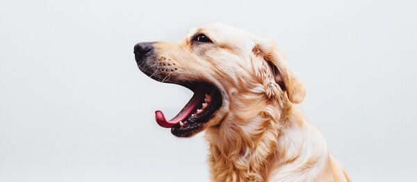 Un golden retriever - Sputnik Afrique