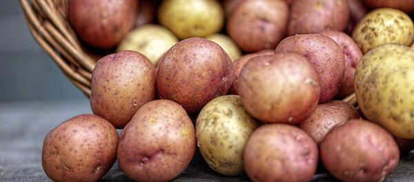 pommes de terre (image d'illustration) - Sputnik Afrique