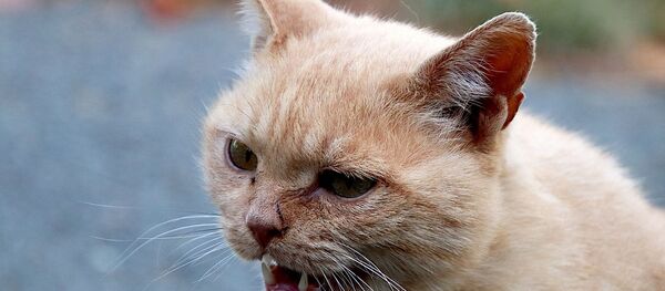 Un chat en colère - Sputnik Afrique