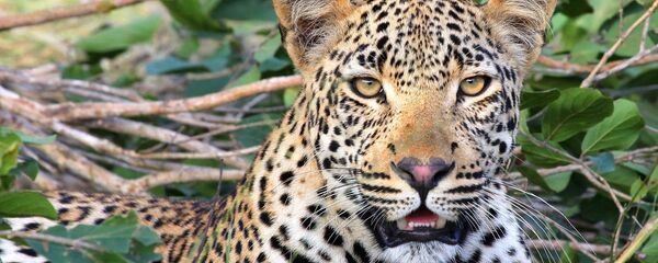 Un léopard - Sputnik Afrique