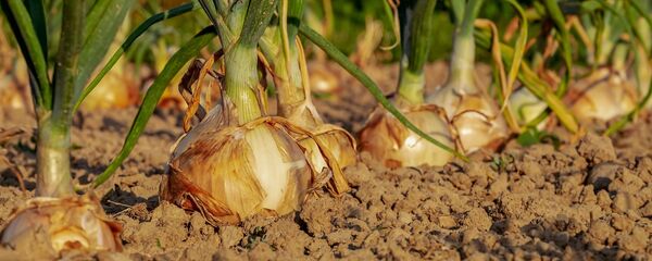 Terre agricole - Sputnik Afrique
