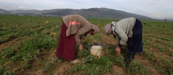 Des ouvrières agricoles, dans le nord de la Tunisie. - Sputnik Afrique