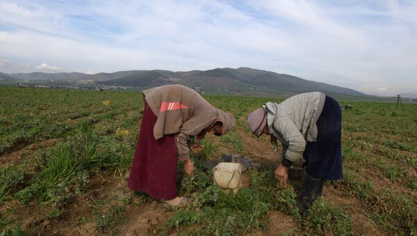 Des ouvrières agricoles, dans le nord de la Tunisie. - Sputnik Afrique