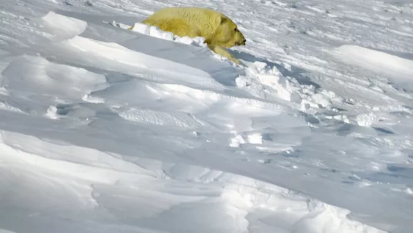 Neiges - Sputnik Afrique