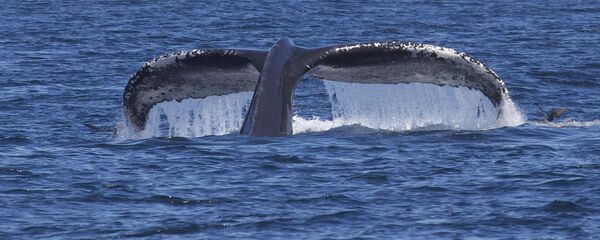 Une baleine à bosse - Sputnik Afrique