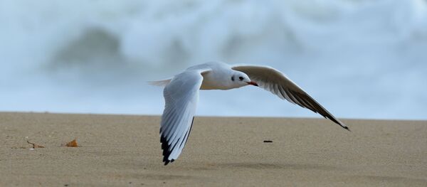Une plage en France - Sputnik Afrique